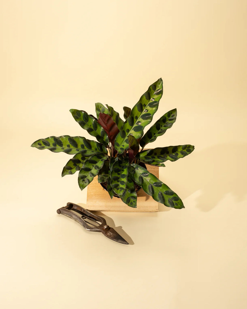Calathea Lancifolia 'Rattlesnake'