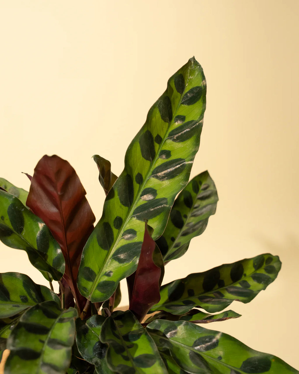 Calathea Lancifolia 'Rattlesnake'