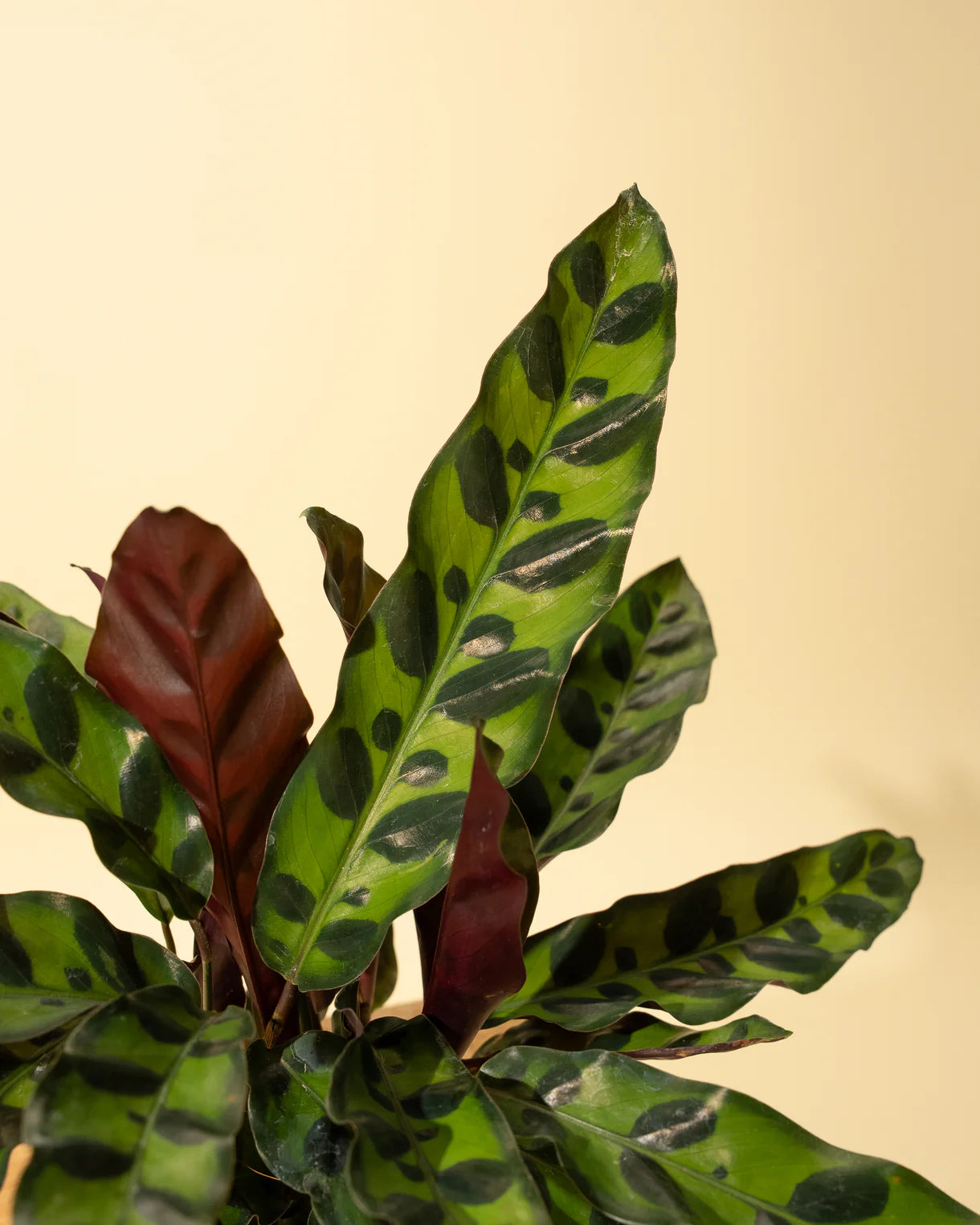 Calathea Lancifolia 'Rattlesnake'