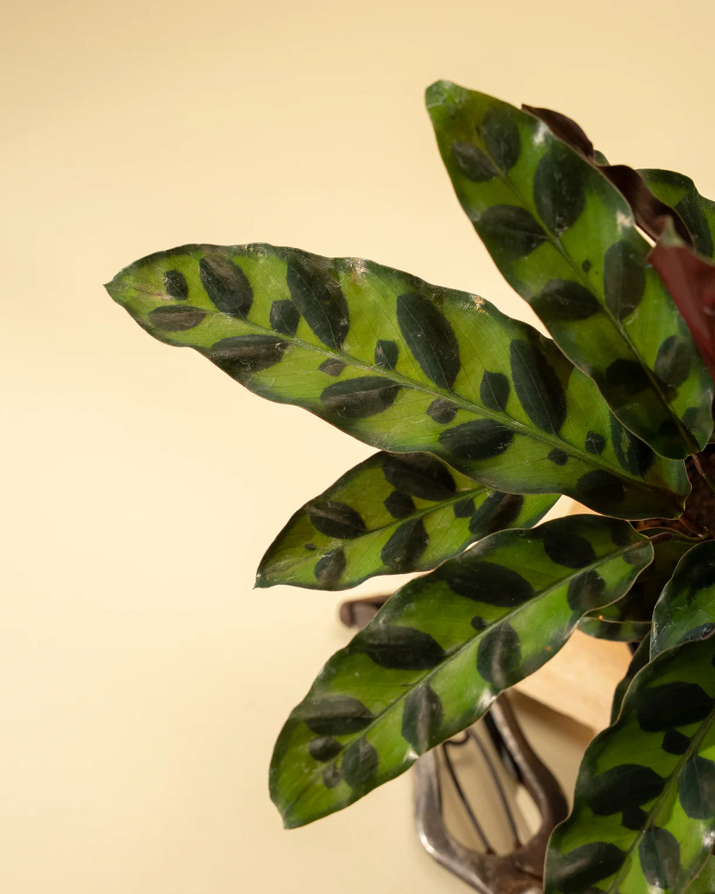 Calathea Lancifolia 'Rattlesnake'