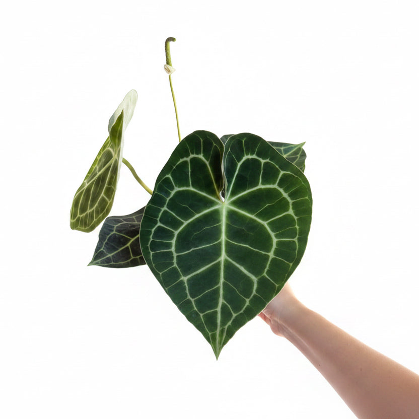 Anthurium Clarinervium 6”