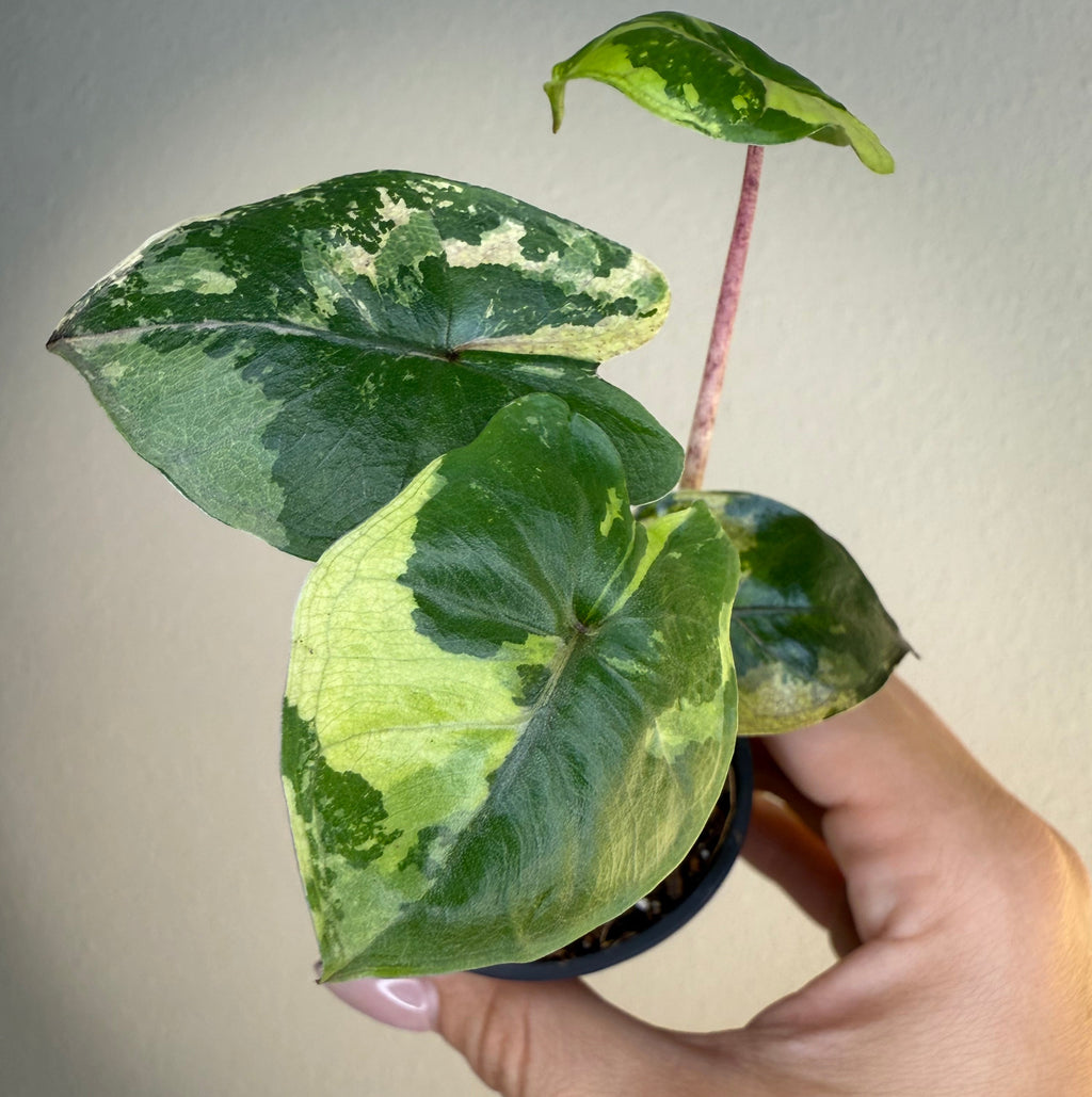 Alocasia Yucatán Princess Var
