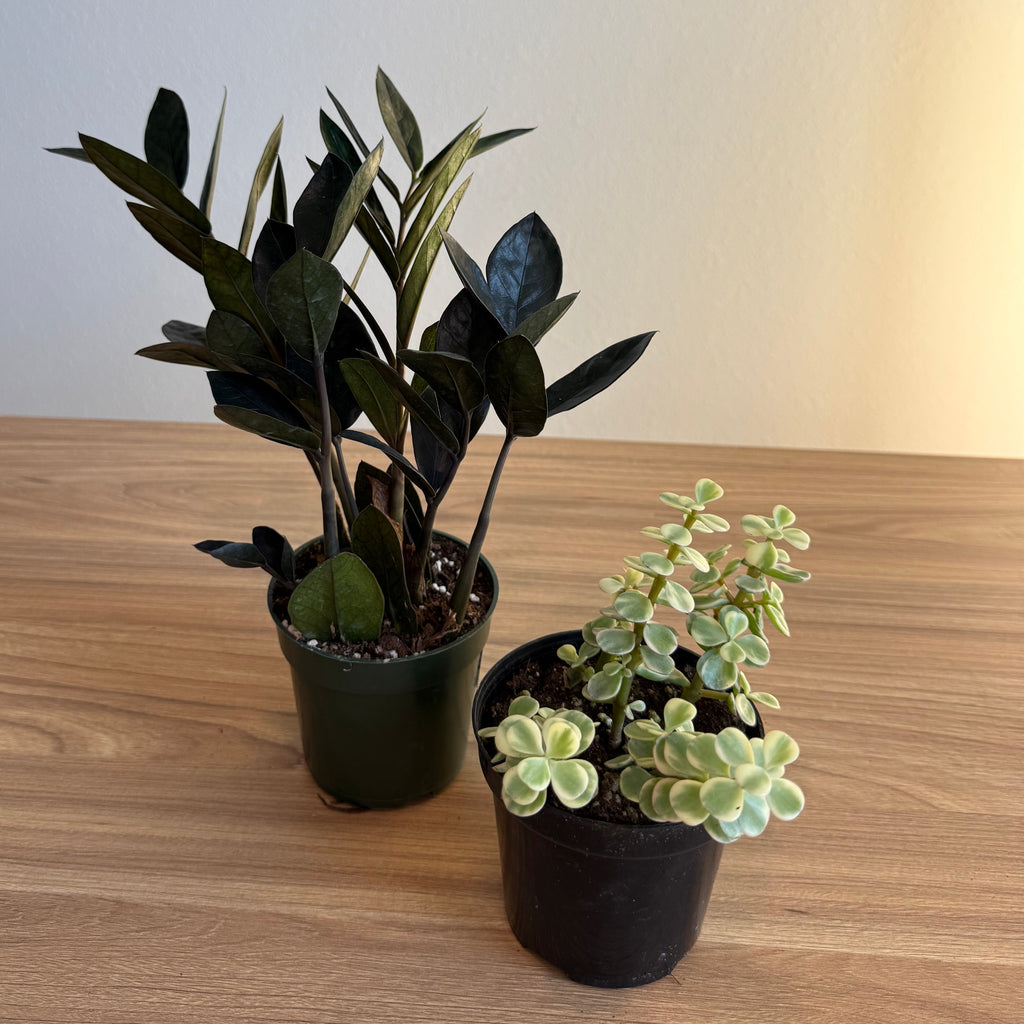 Beginner - 2 plants Bundle