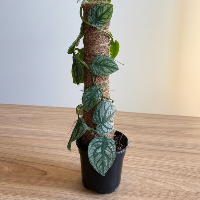Monstera Dubia 4”