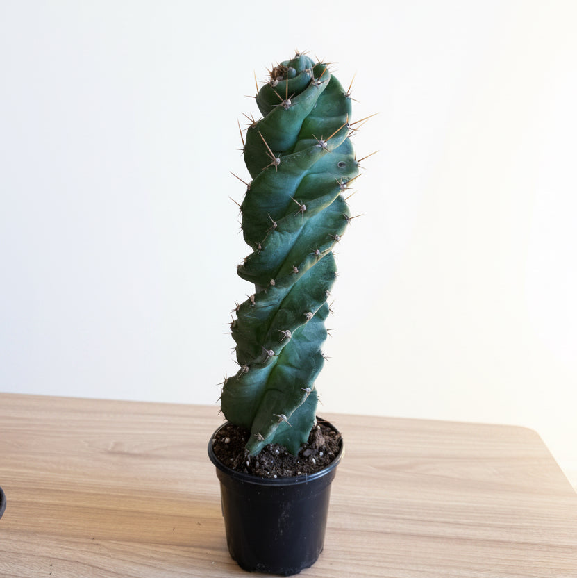 3- Unique Cactus Bundle