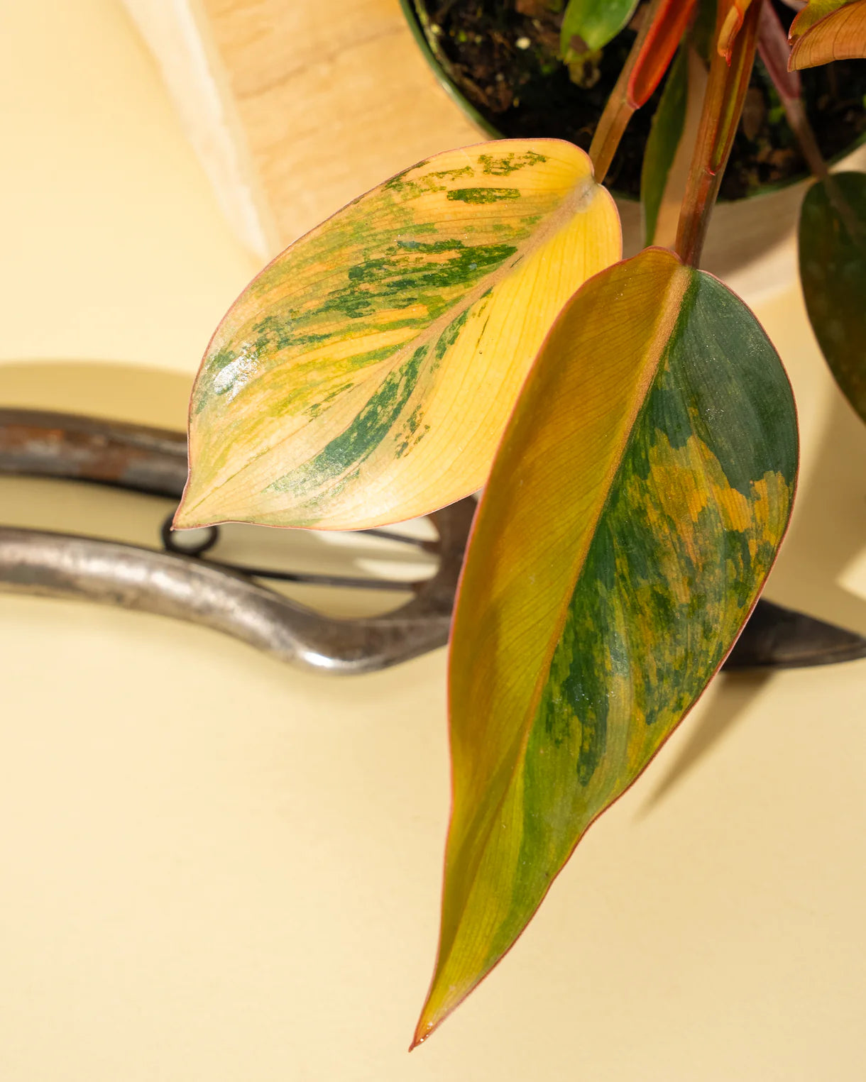 Variegated Philodendron Red Congo