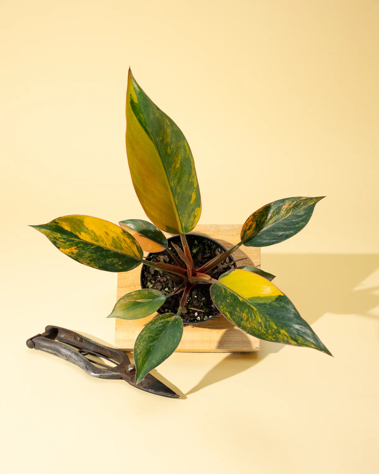 Variegated Philodendron Red Congo