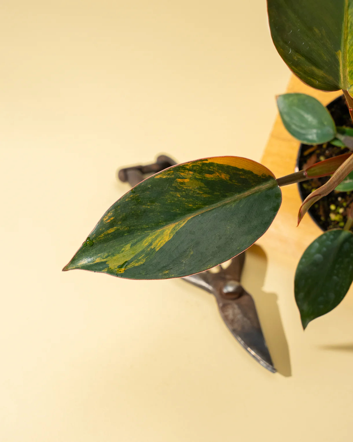 Variegated Philodendron Red Congo