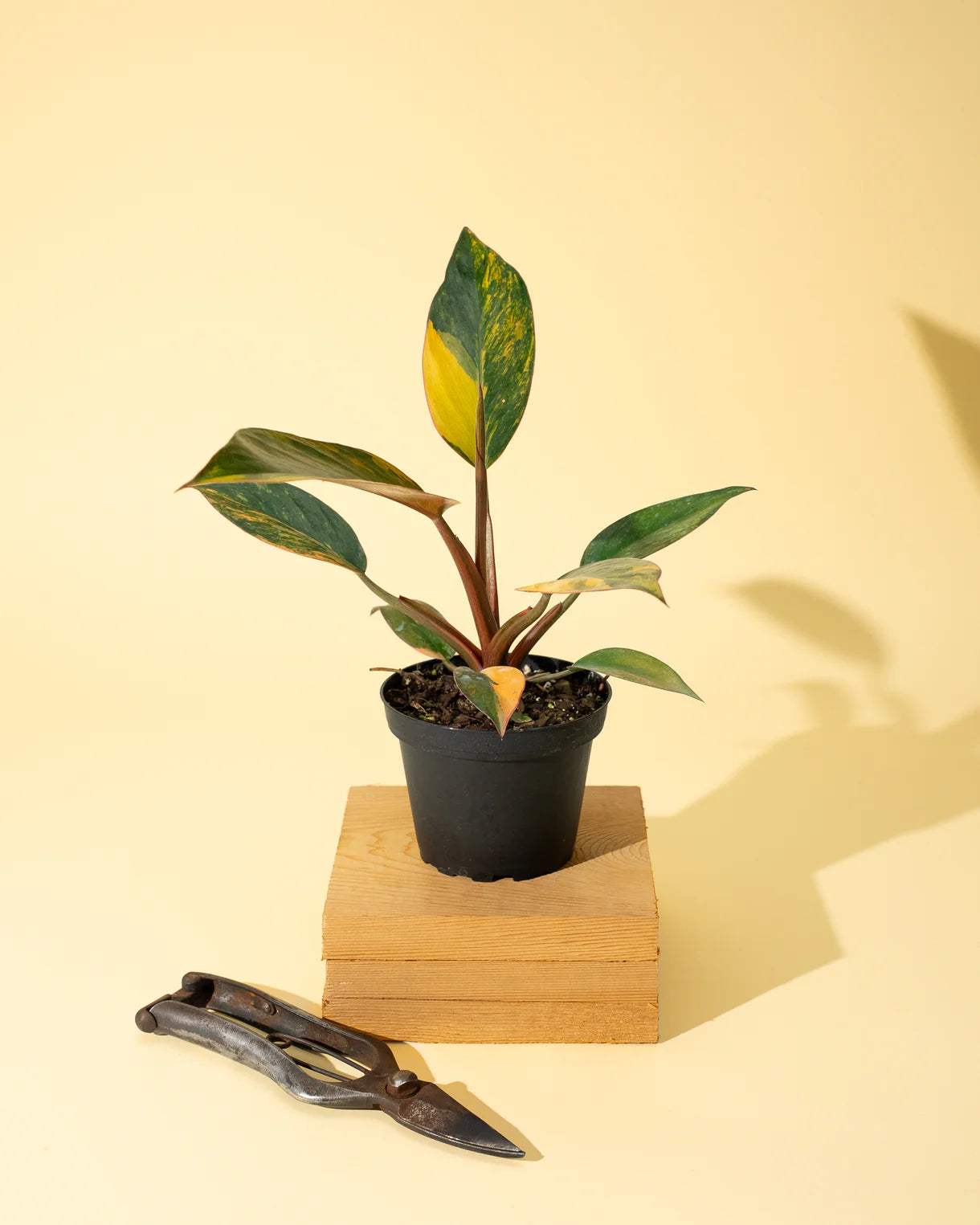 Variegated Philodendron Red Congo