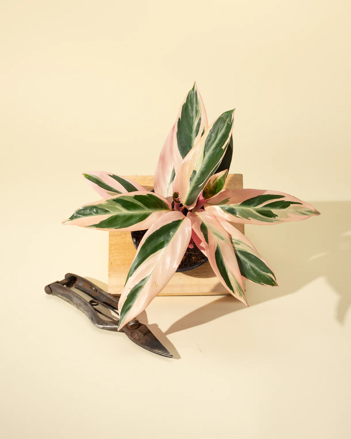 Stromanthe 'Trio Star'