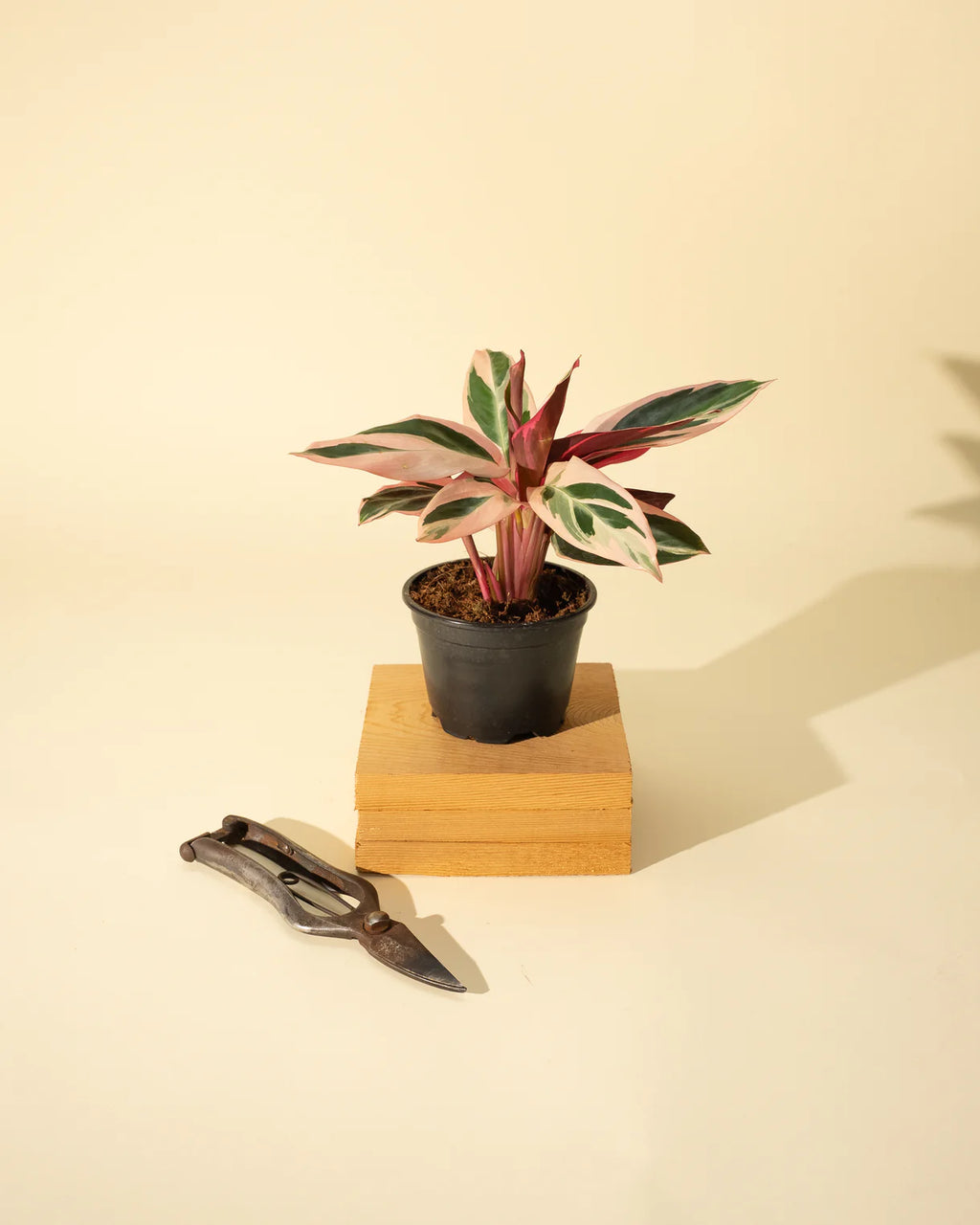 Stromanthe 'Trio Star'