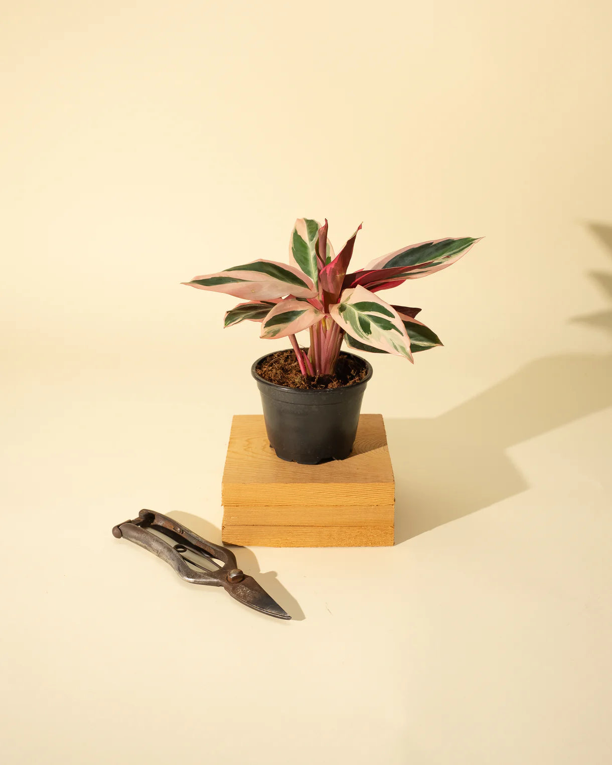 Stromanthe 'Trio Star'