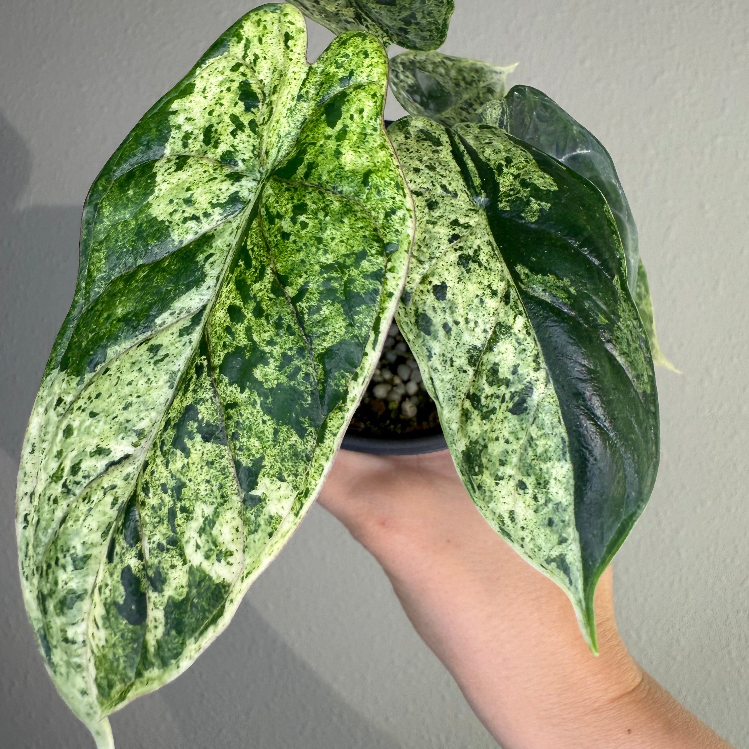 Alocasia Dragon Scale Mint