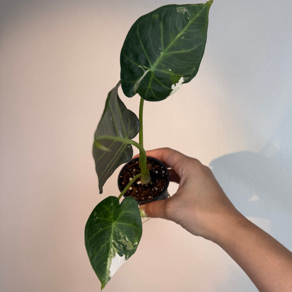 Alocasia Regal Shield Albo