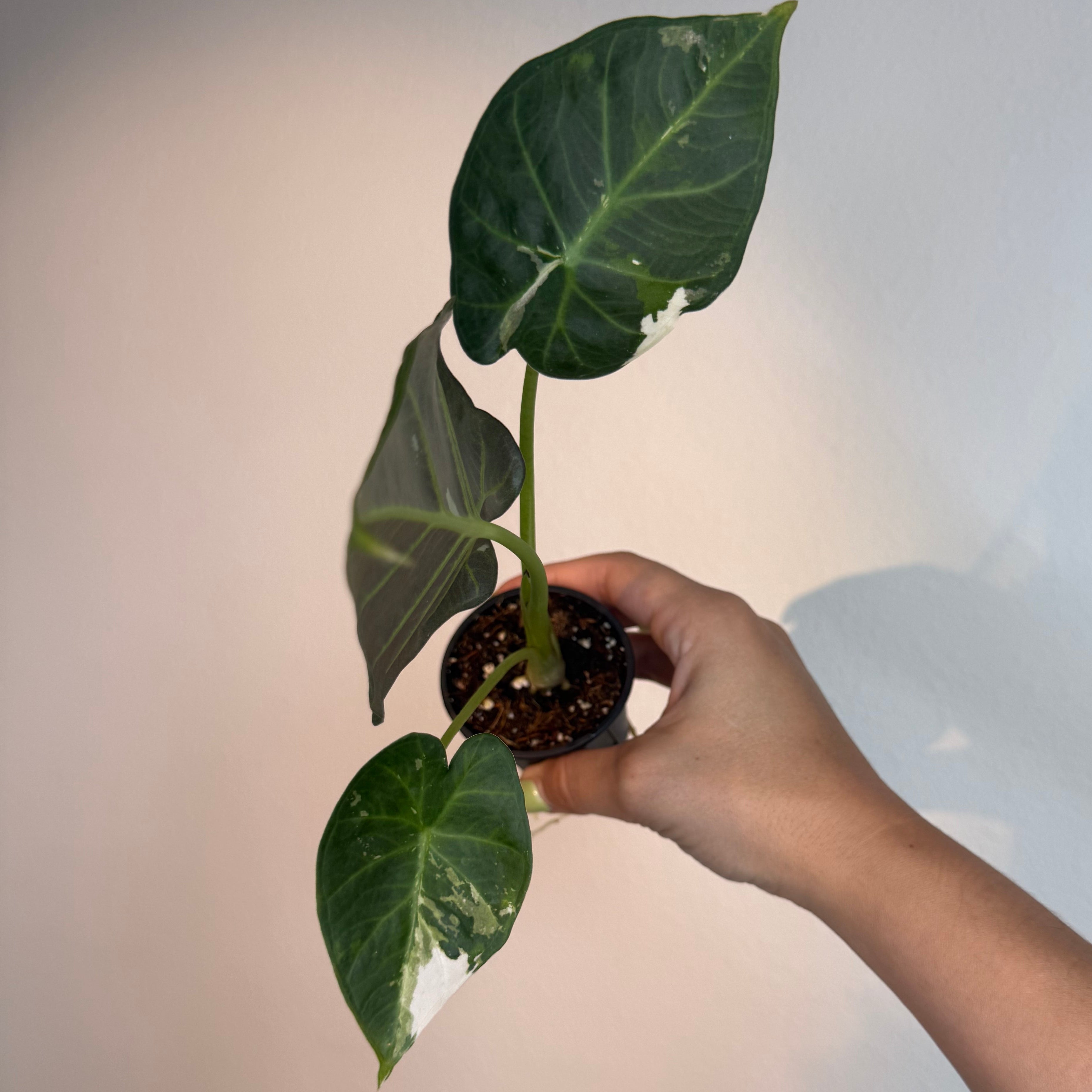 Alocasia Regal Shield Albo