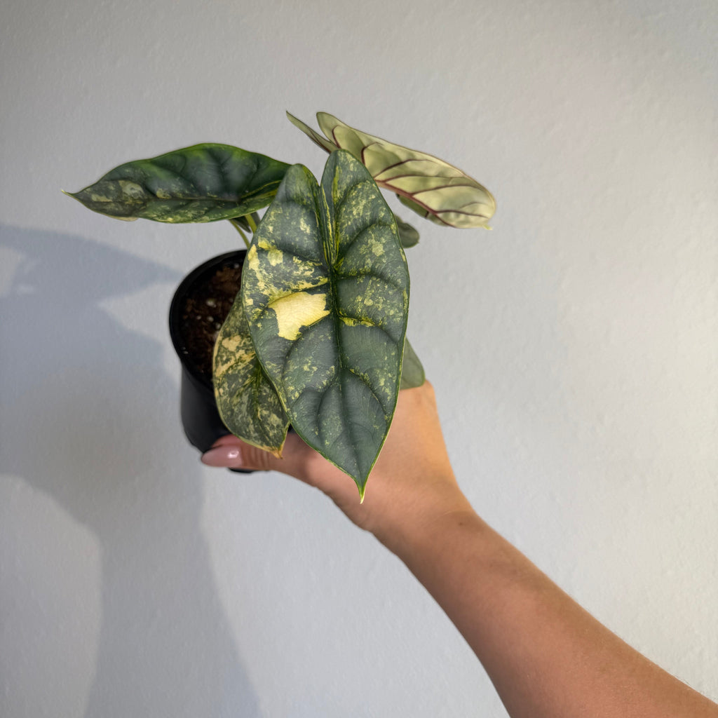 Alocasia Silver Dragon Var