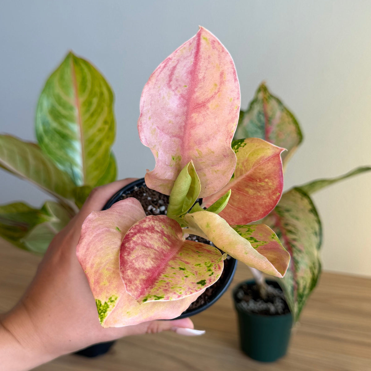 Aglaonema Collection - 3 plant Bundle