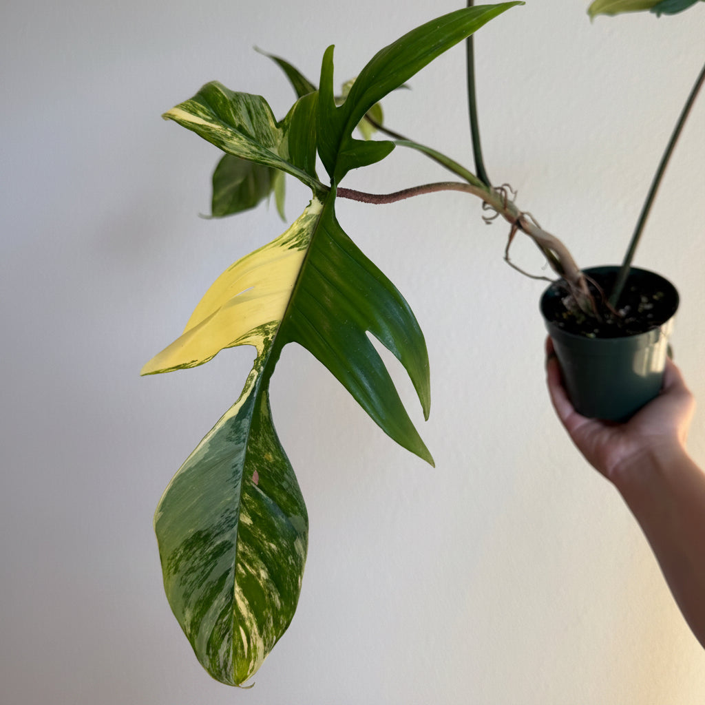 Philodendron Florida Beauty 4”
