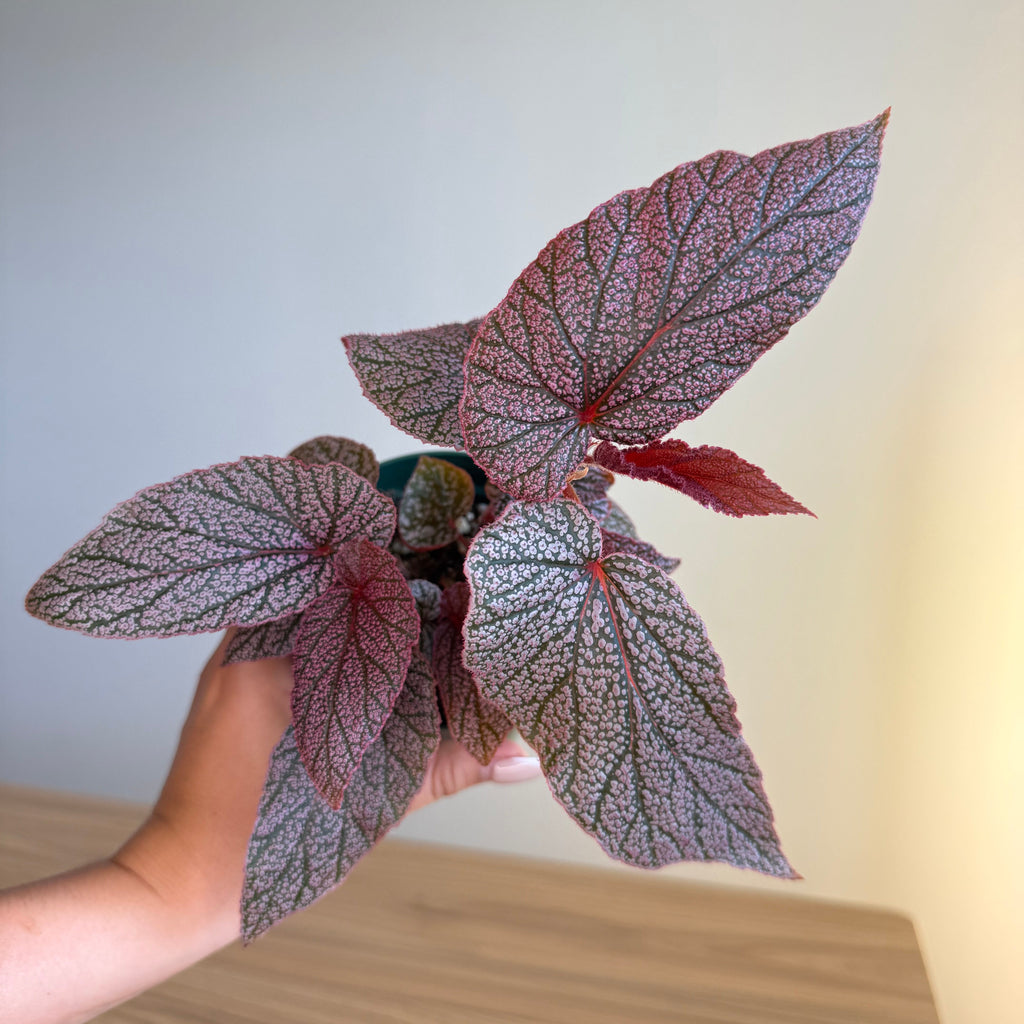 Begonia Maurice Amey 4”