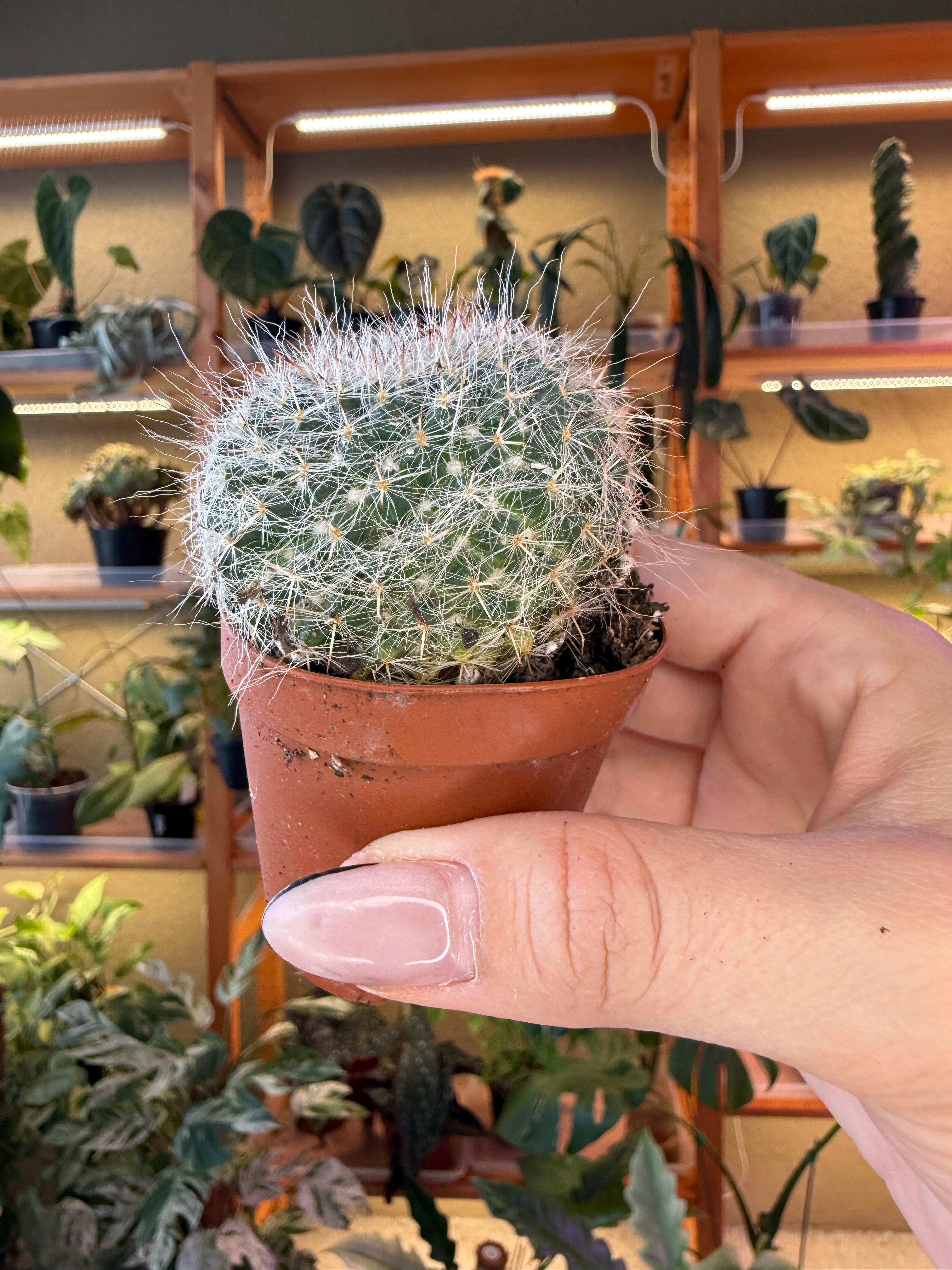 2” Assorted Cactus