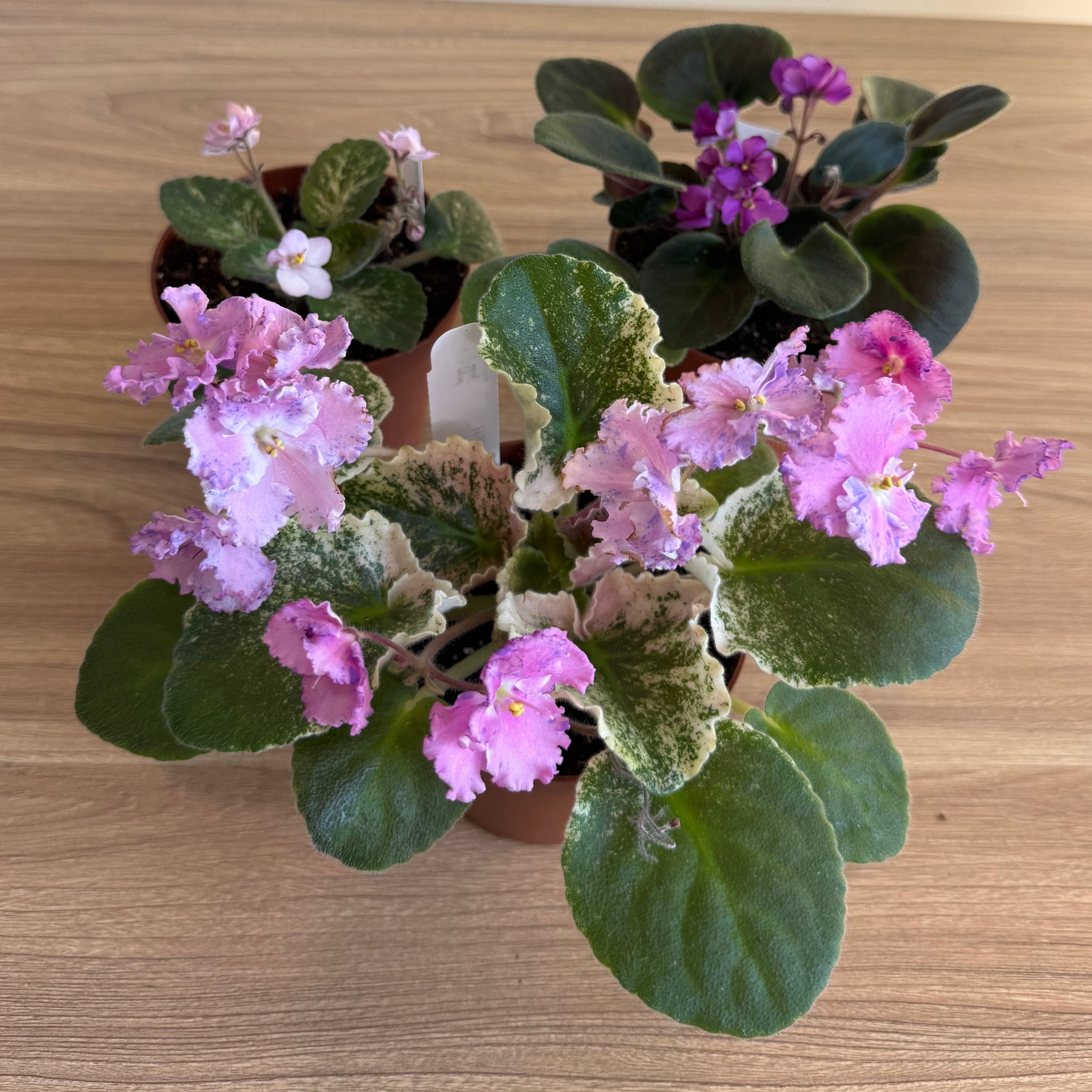 African Violet Collection - 3 plants Bundle