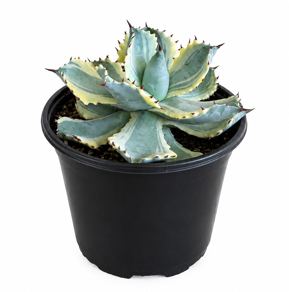 Agave Dwarf Butterfly 6”