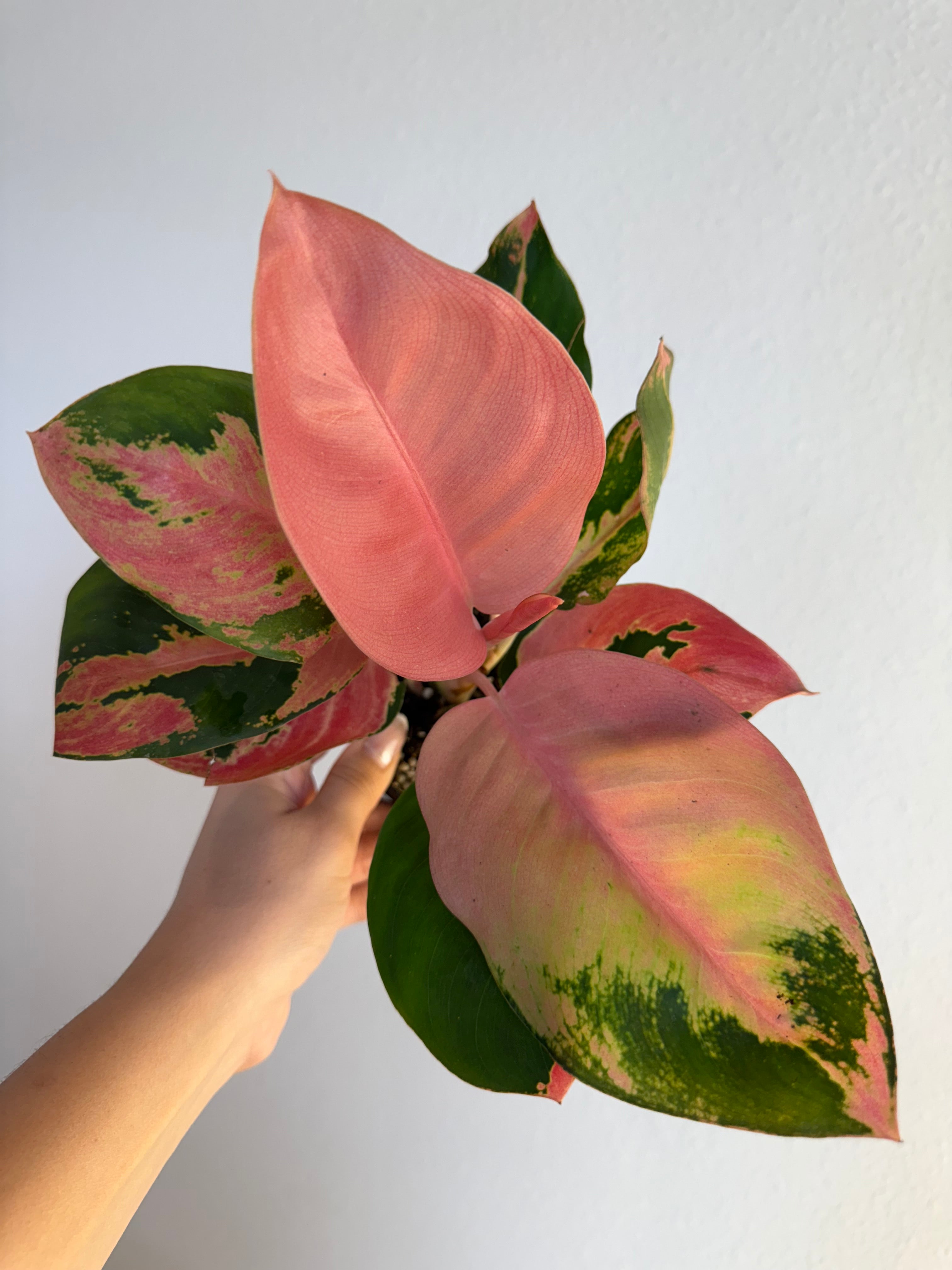 Aglaonema hello kitt