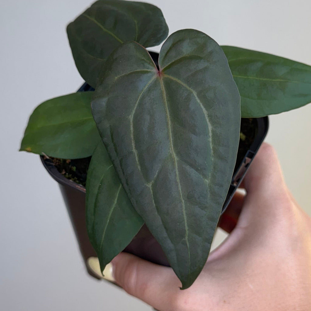 Anthurium crystallium x Luxurians 4”