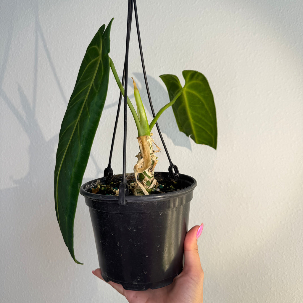 Anthurium Warocqueanum