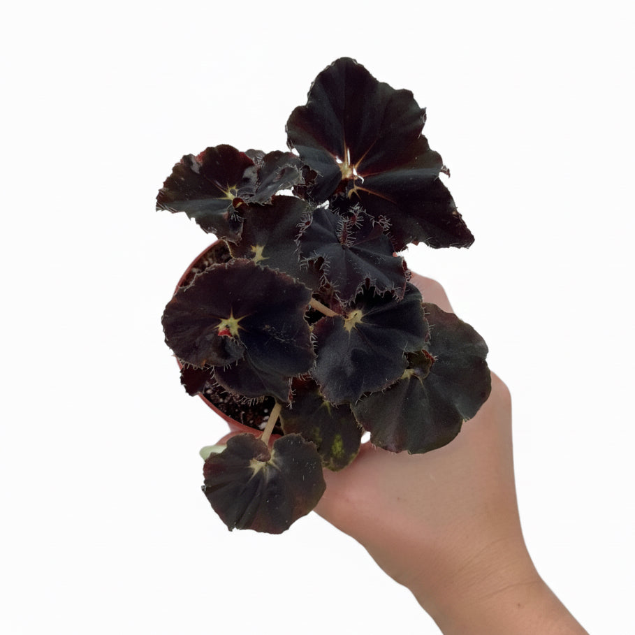 Begonia Dark Mamba 4”