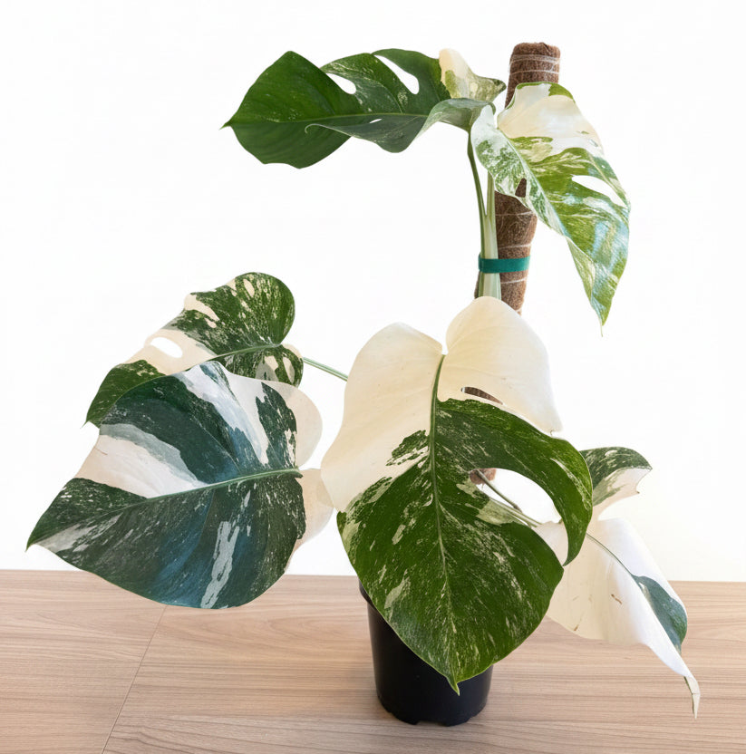 Monstera Albo Variegated 6”