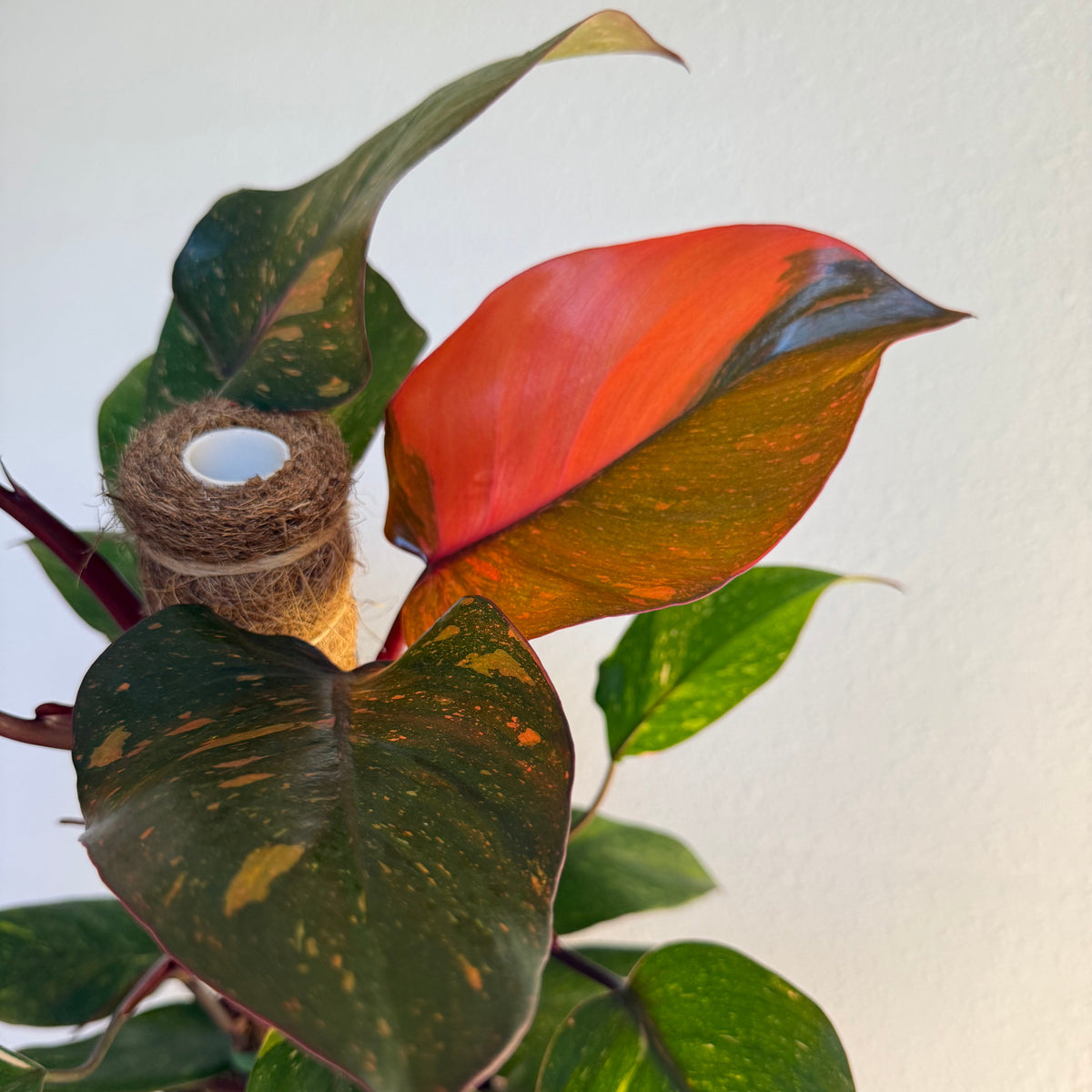 Philodendron Orange Princess 6”