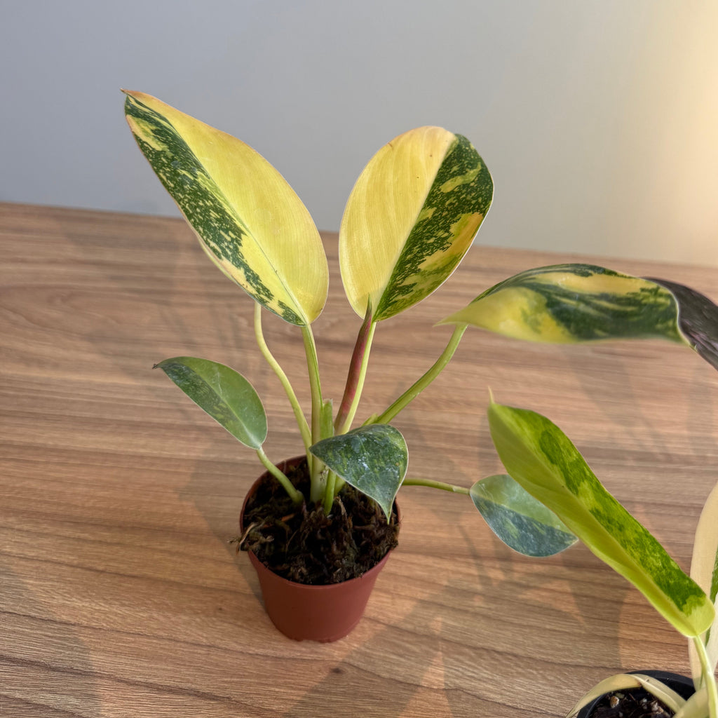 Rare Philodendron Collectors Bundle