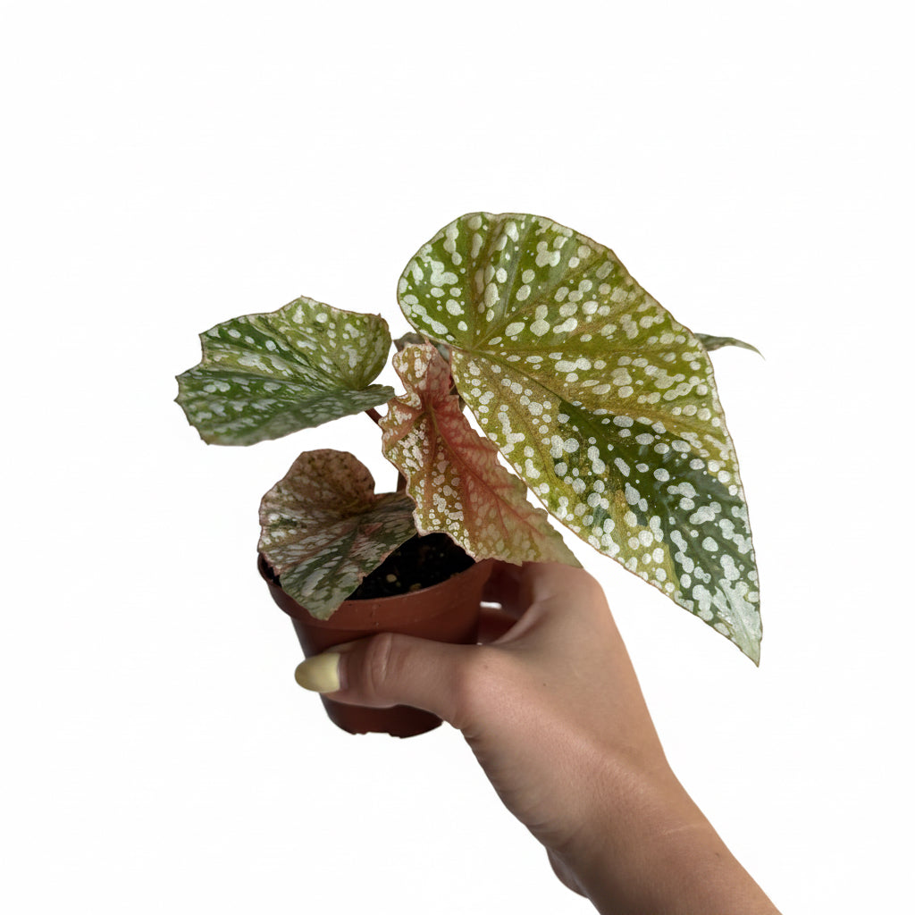 Begonia Snowcapped Pink Var 3”