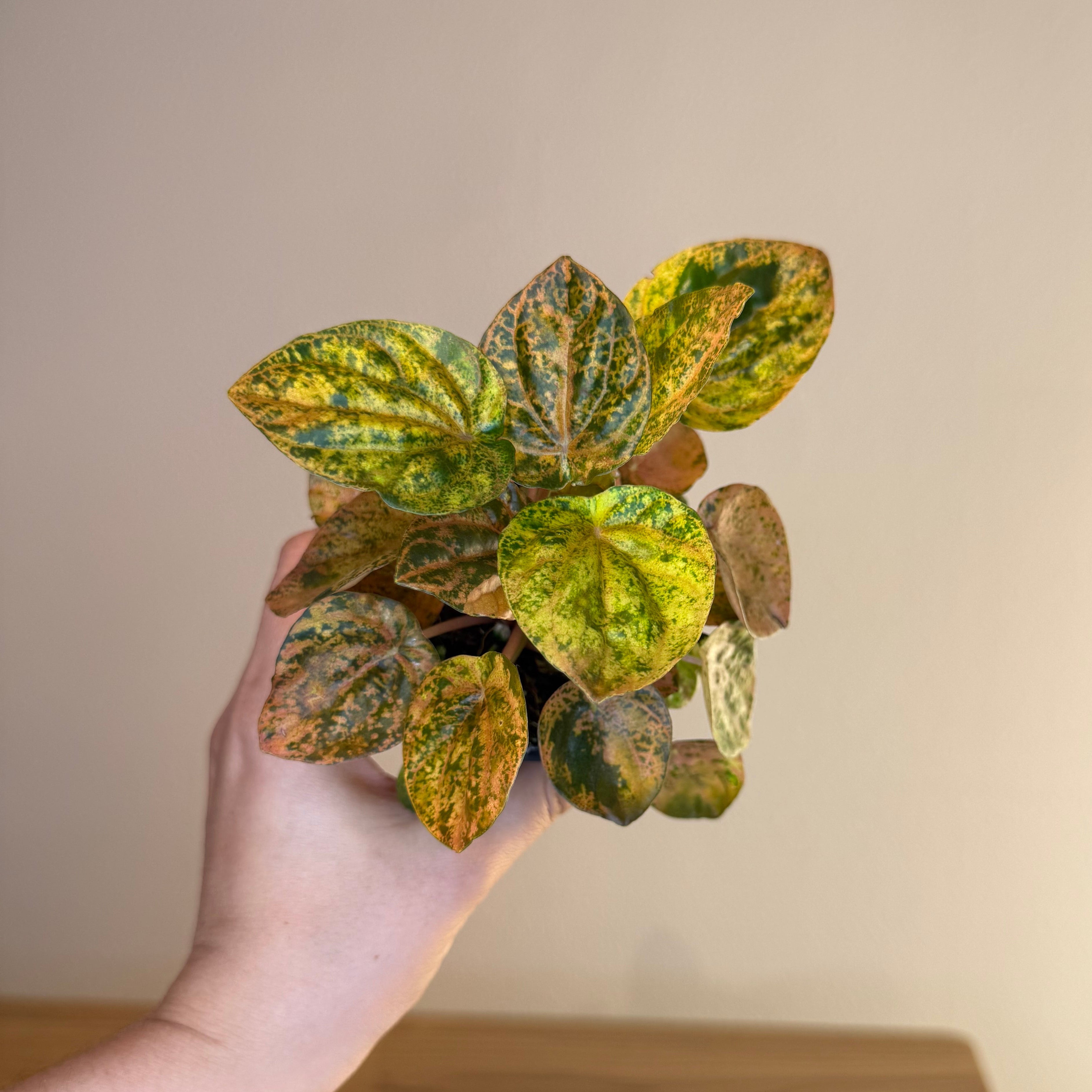 Peperomia Carnival