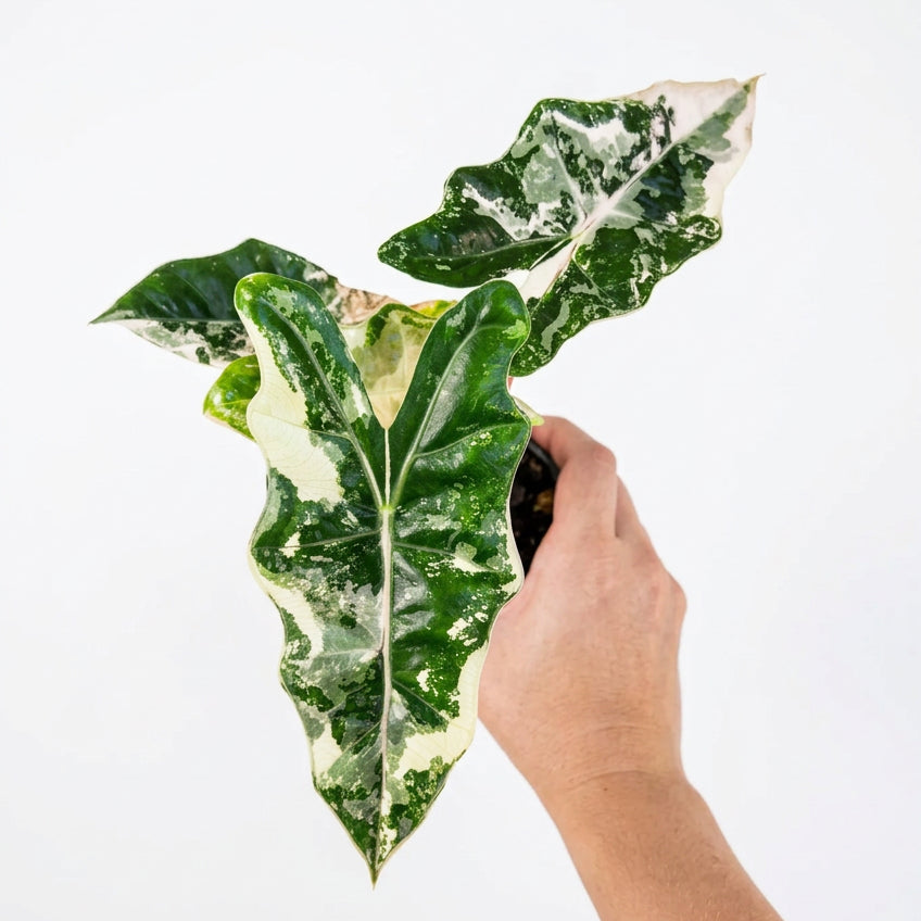 Alocasia Pseudo Sanderiana Pink Variegated