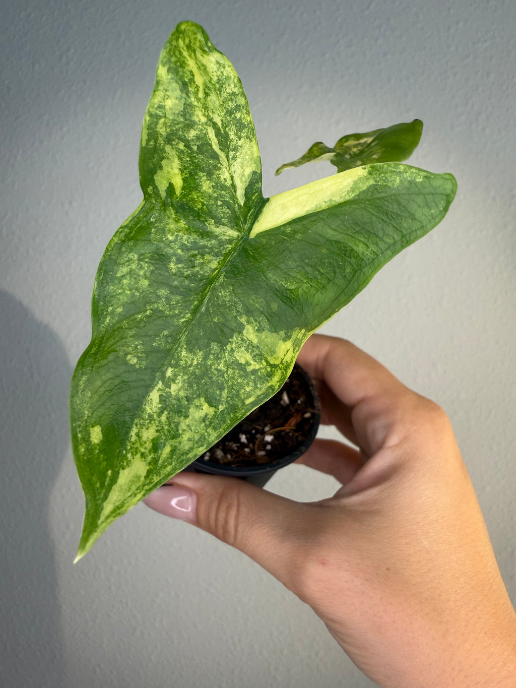 Alocasia Zebrina Tigrina Variegated