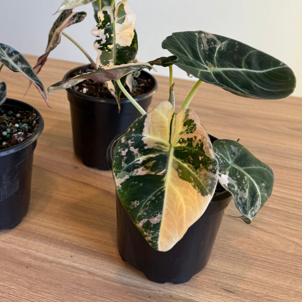 3 - Rare Pink Alocasia Bundle