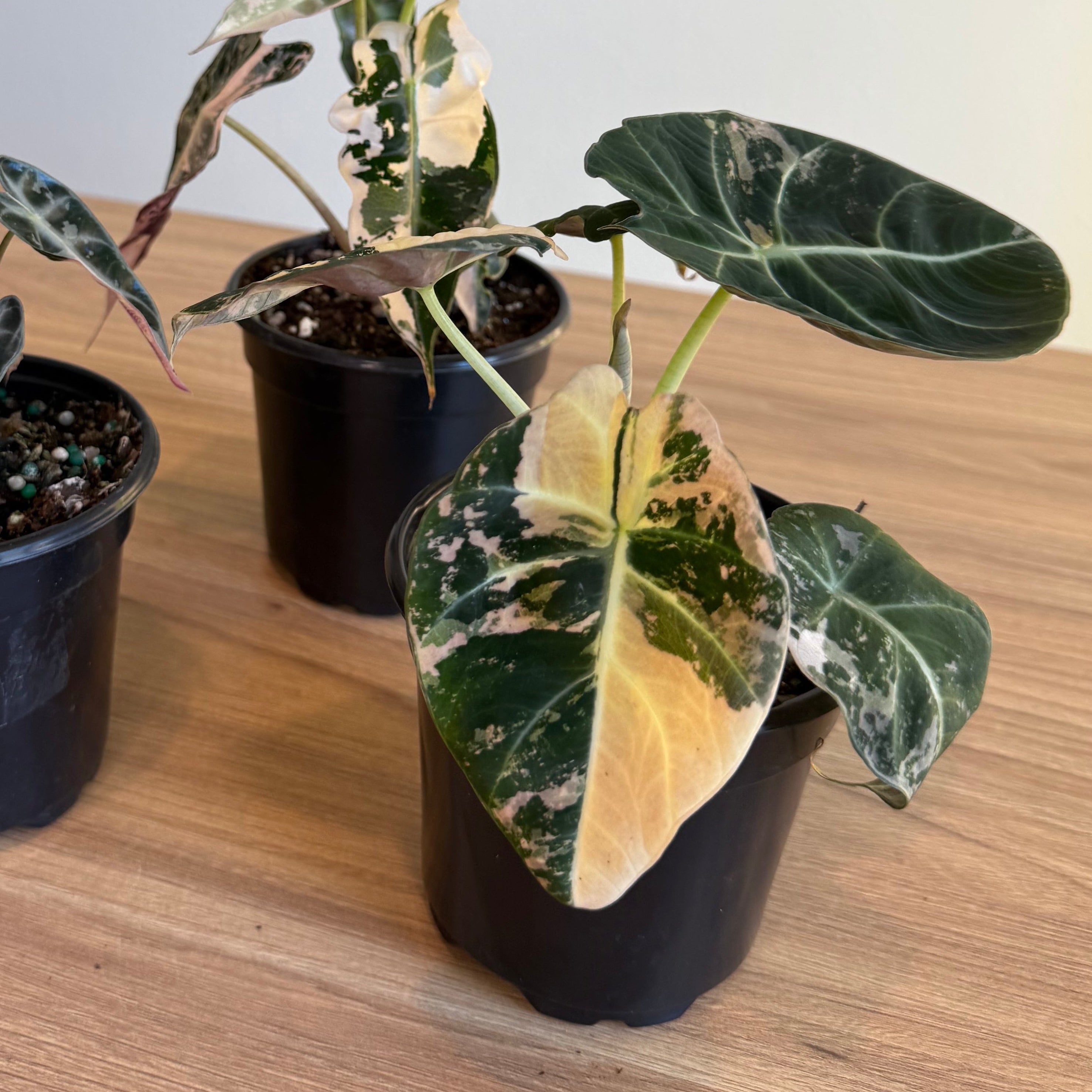 3 - Rare Pink Alocasia Bundle