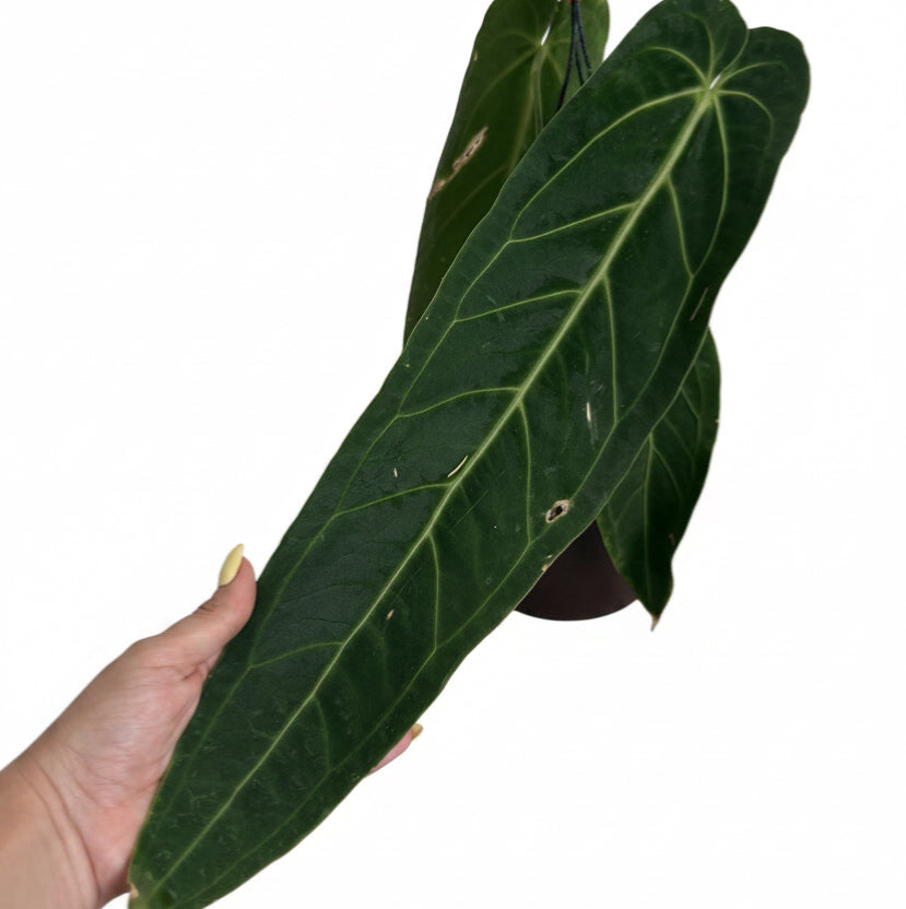 Anthurium Warocqueanum 8” ( Queen of Anthurium )