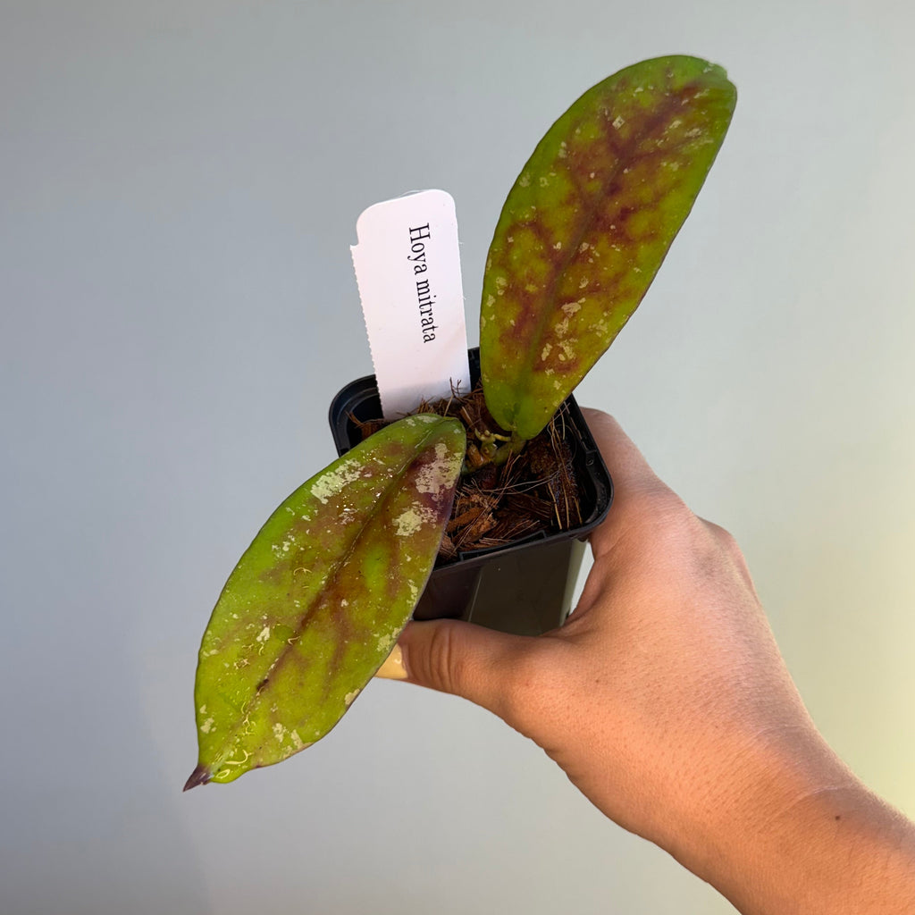 Hoya Mitrata Splash 3”