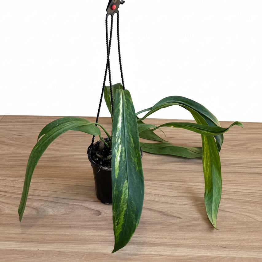 Anthurium Vittanifolium Var 4” HB