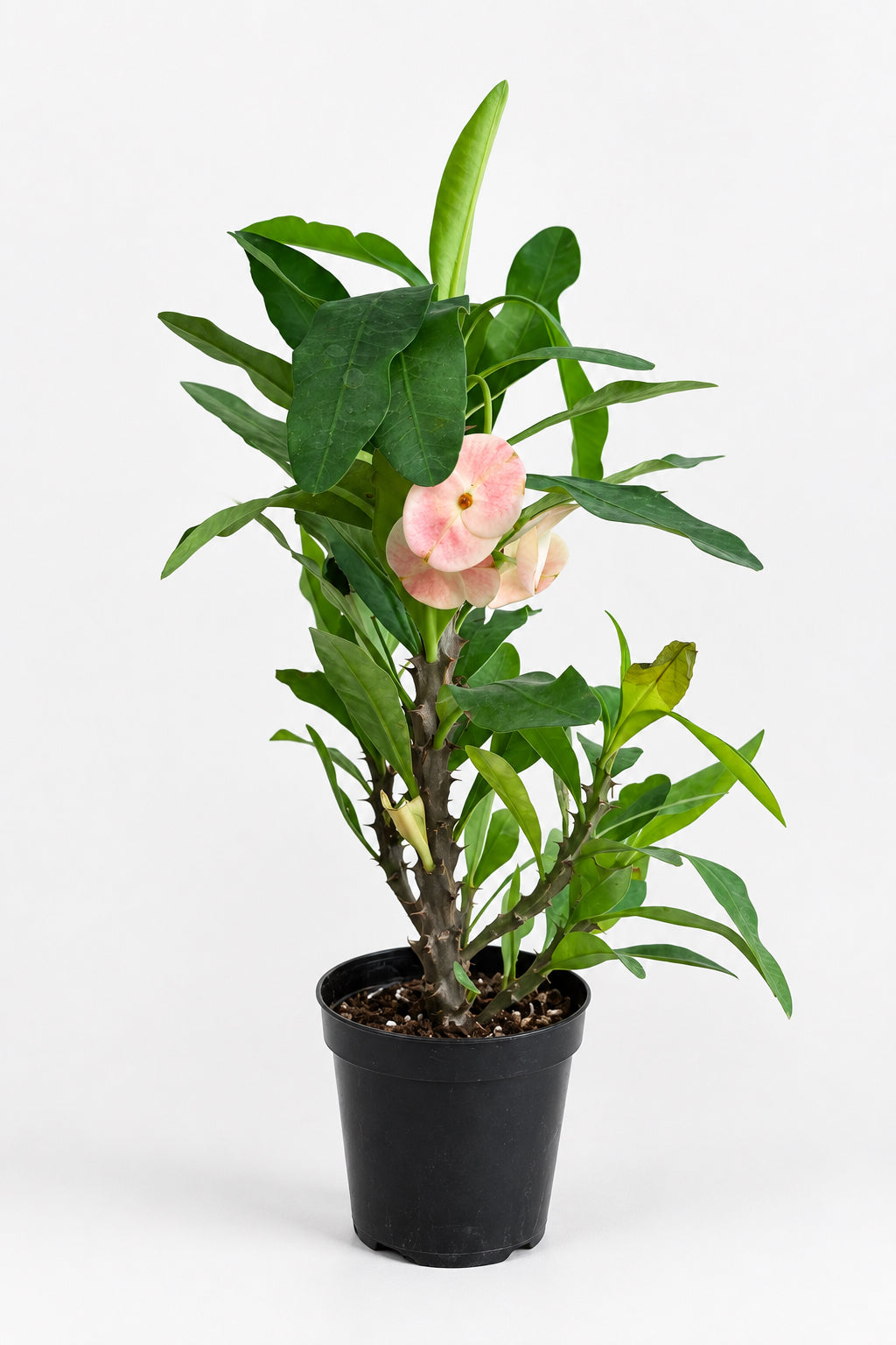 Euphorbia Milii “Crown of Thorns”