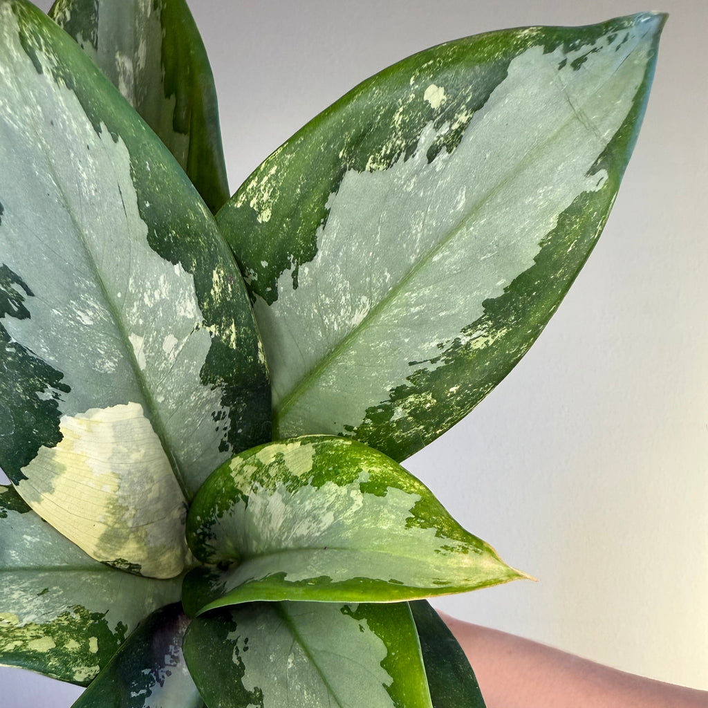 Aglaonema Suvarnabhumi Var