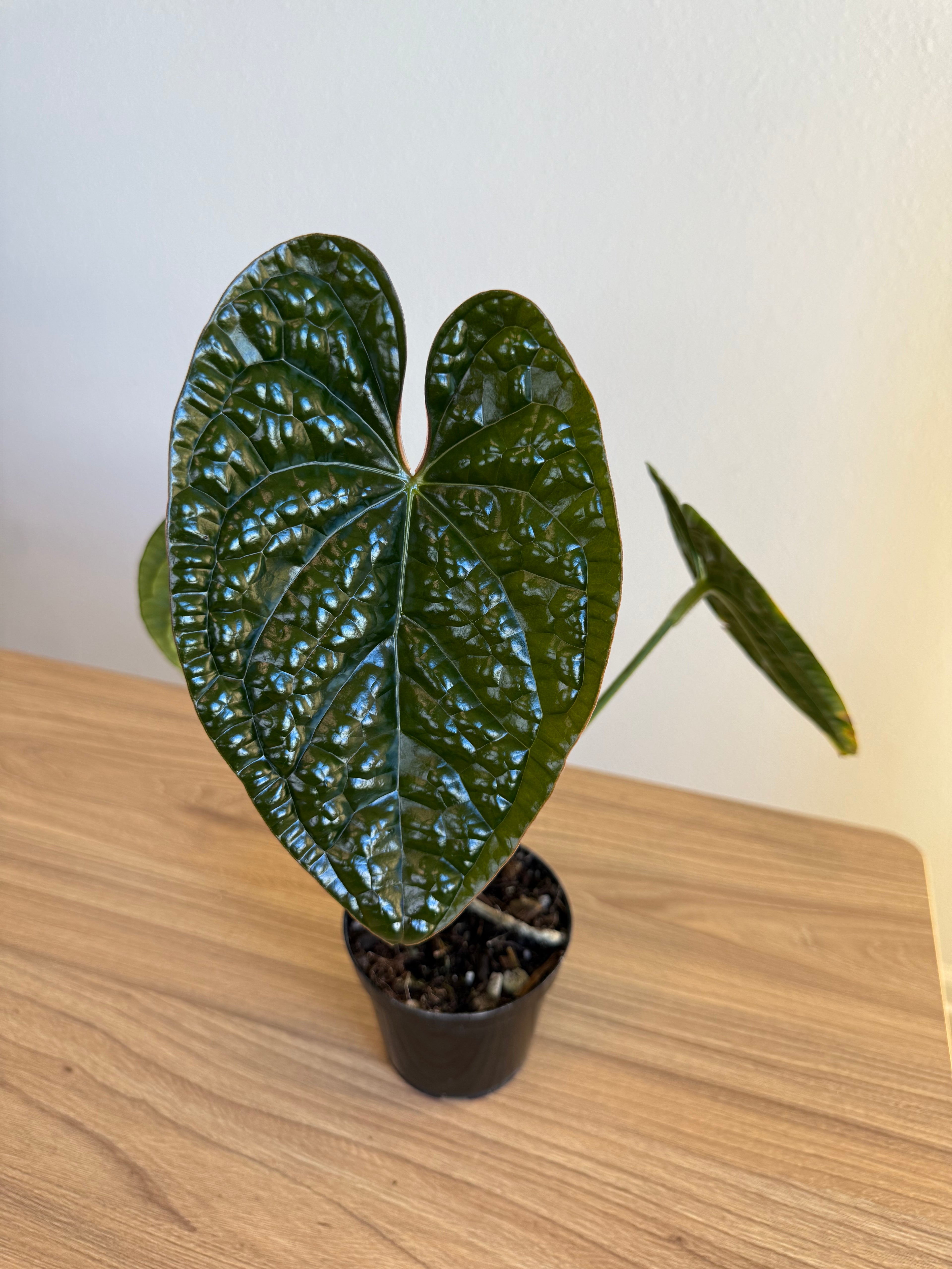 Anthurium Luxurians x Black velvet