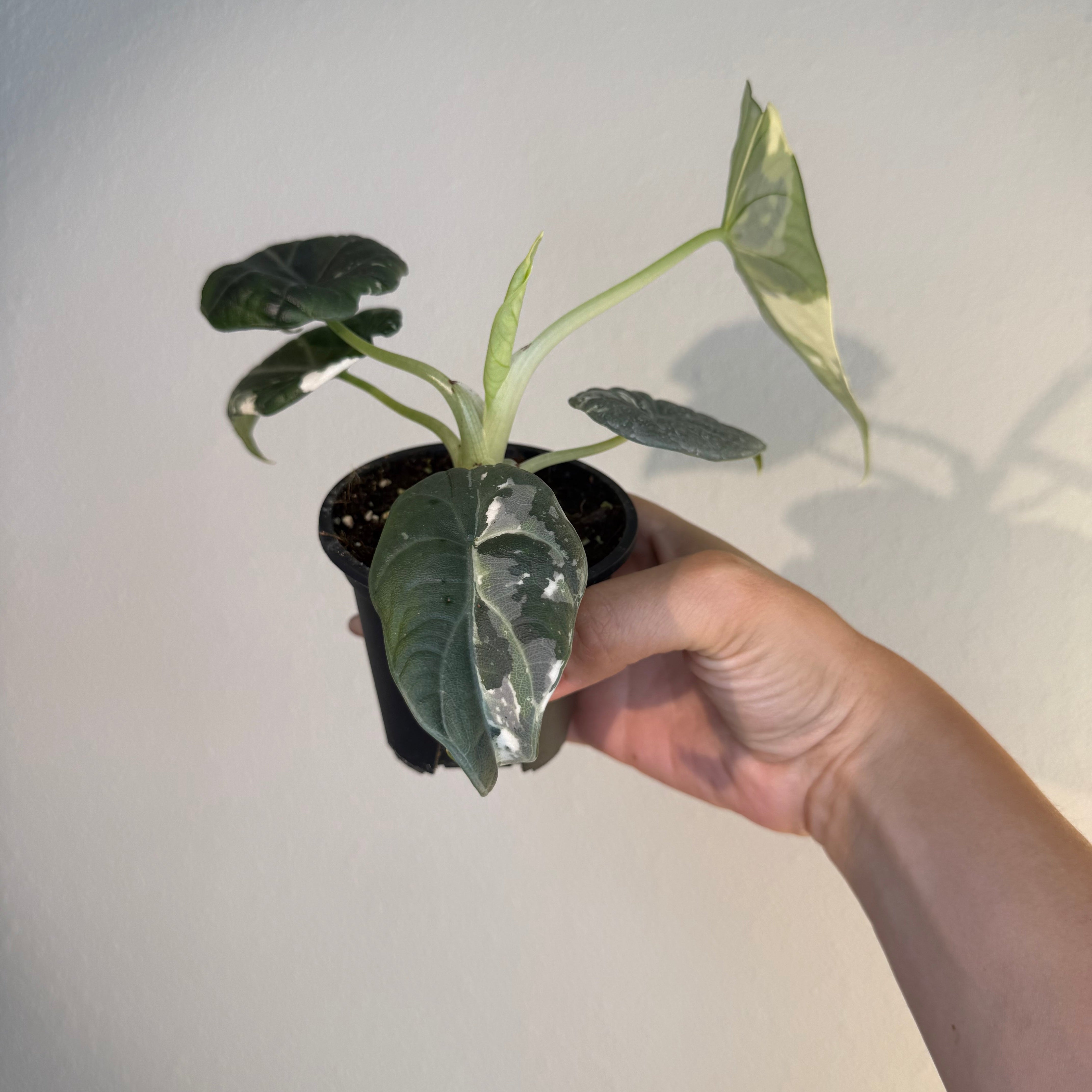 Alocasia Maharani Albo – Exotic plants Store