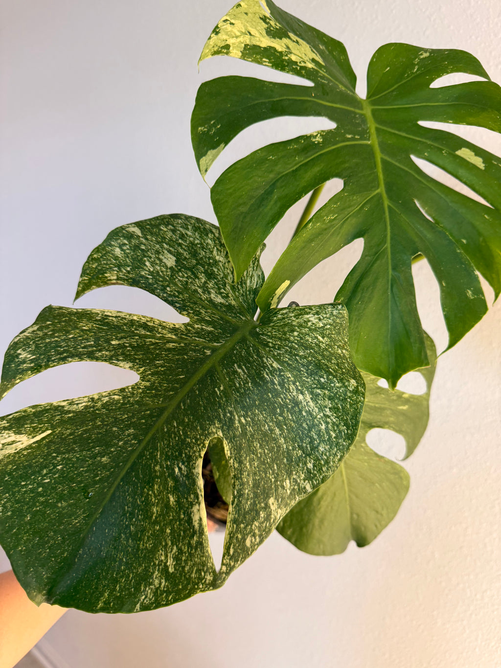 Monstera White monster splash