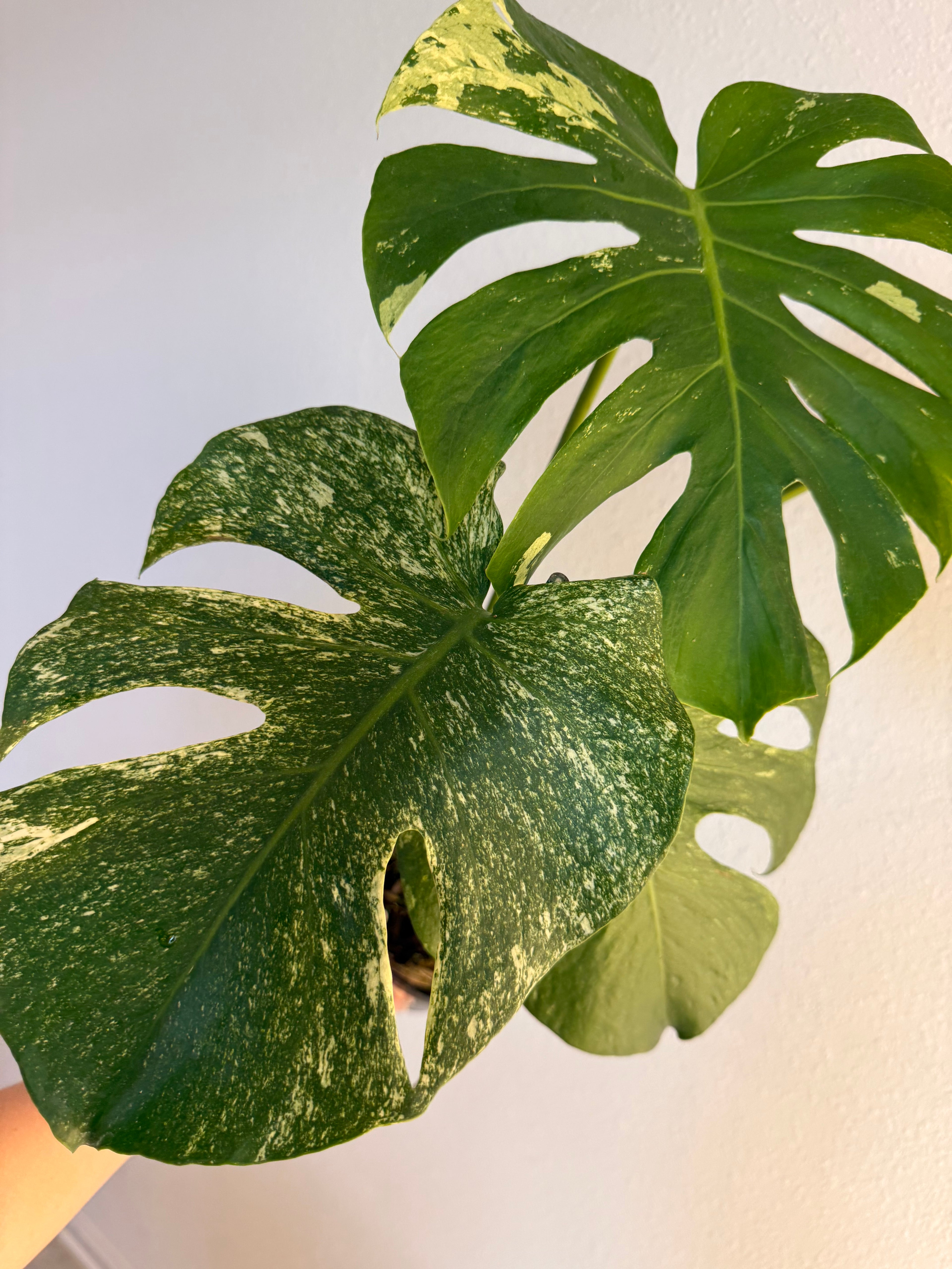 Monstera White monster splash