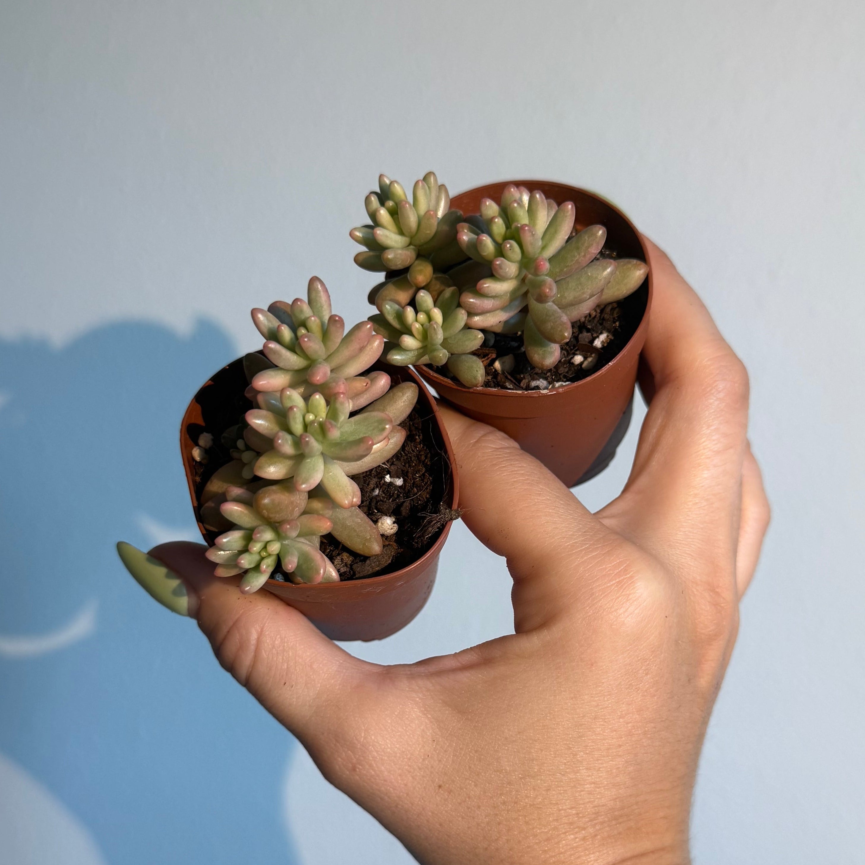 Sedum Jelly Bean pink ( 2 plants)