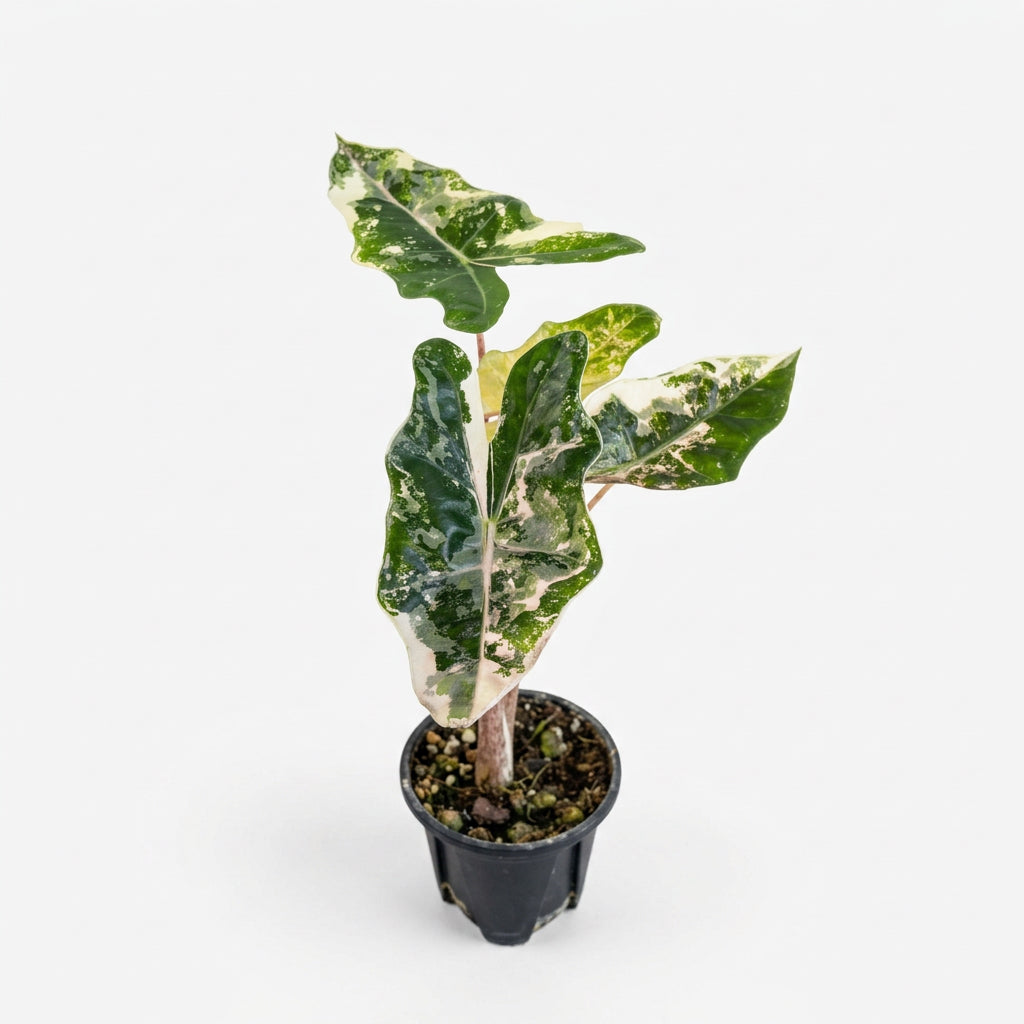 Alocasia Pseudo Sanderiana Pink Variegated